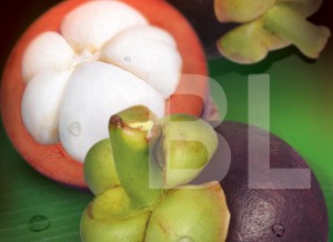 Mangosteen