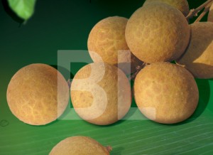 Longan