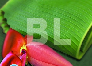 Banana Leaf + Banana Blossom