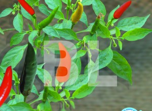 Chilli