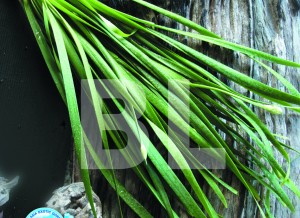 Chinese Chive Leaf