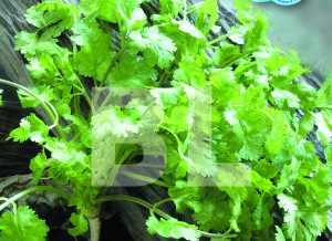 Coriander
