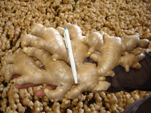Ginger gallery