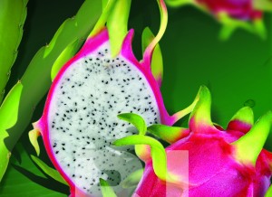 Dragon Fruit