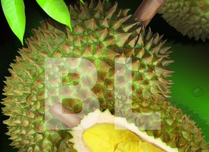 Durian