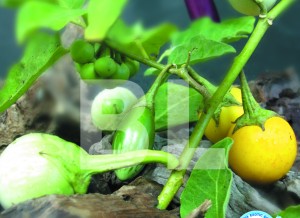 Eggplant