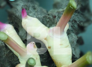 Galangal