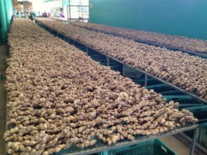 Ginger gallery