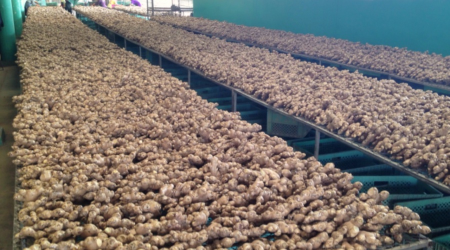 Produce Inspection